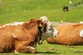 Brown and White Dairy Cow with Cowbell on a Mountain Pasture - Alps Austria Royalty Free Stock Photo