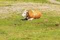 Brown and White Dairy Cow with Cowbell on a Mountain Pasture - Alps Austria Royalty Free Stock Photo