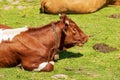 Brown and White Dairy Cow with Cowbell on a Mountain Pasture - Alps Austria Royalty Free Stock Photo