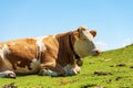 Brown and White Dairy Cow with Cowbell on a Mountain Pasture - Alps Austria Royalty Free Stock Photo