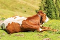 Brown and White Dairy Cow with Cowbell on a Mountain Pasture - Alps Austria Royalty Free Stock Photo