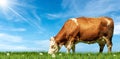 Brown and White Dairy Cow on a Green Pasture Against a Blue Sky Royalty Free Stock Photo