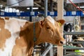 Brown and White Dairy Cow at Pennsylvania Farm Show Royalty Free Stock Photo