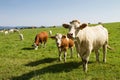 Brown and white dairy cows and bulls