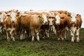 Brown and white dairy cows and bulls