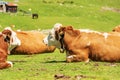 Brown and White Dairy Cows with Cowbell on a Mountain Pasture - Alps Austria Royalty Free Stock Photo