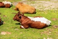 Brown and White Dairy Cows with Cowbell on a Mountain Pasture - Alps Austria Royalty Free Stock Photo