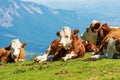 Brown and White Dairy Cows with Cowbell on a Mountain Pasture - Alps Austria Royalty Free Stock Photo