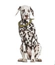 Brown and white Dalmatian sitting, isolated