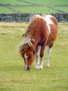 Brown and white Dartmoor pony grazing on moorland Royalty Free Stock Photo