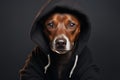 Brown and white dog in black hoodie, wary yet contemplative