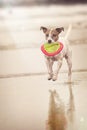 Brown and white dog running along edge of water with frisbee disk Royalty Free Stock Photo