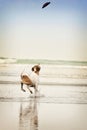 Brown and white dog running toward water to catch a frisbee disc Royalty Free Stock Photo