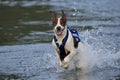 Brown and white dog splashes through shallow water, ears flapping and mouth open, wearing blue harness