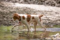 Brown and white dog walking in water Royalty Free Stock Photo