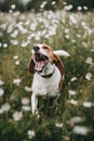 A brown and white dog yawning in a field of flowers. Generative AI image.
