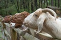 Brown and white domestic goats