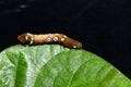 Brown and white dot caterpillar of othreis ( Eudocima falonia ) Royalty Free Stock Photo