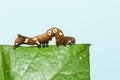 Brown and white dot caterpillar of othreis ( Eudocima falonia )