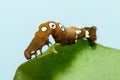 Brown and white dot caterpillar of othreis ( Eudocima falonia ) Royalty Free Stock Photo