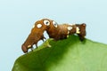 Brown and white dot caterpillar of othreis ( Eudocima falonia )