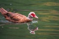 Brown and white duck with red head, The Muscovy duck, swims in the pond Royalty Free Stock Photo