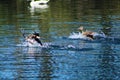 Brown and white ducks splashing and playing in the still blue lake waters at Kenneth Hahn Park