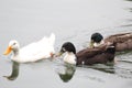 Brown white Ducks swimming on water under daylight.