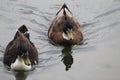 Brown white Ducks swimming on water under daylight.