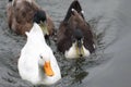 Brown white Ducks swimming on water under daylight.