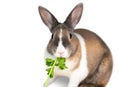 A brown and white Dutch pet rabbit eating some fresh parsley