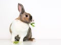 A brown and white Dutch pet rabbit eating some fresh parsley