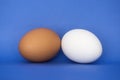 A brown and white egg on a blue background Royalty Free Stock Photo