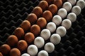 Brown and white eggs in rows on egg production facility platform Royalty Free Stock Photo