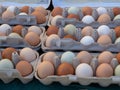 Brown and white eggs sitting in dozen count cartons sitting Royalty Free Stock Photo