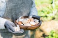 Brown and white eggshells placed in wooden bowl in hands of woman in vegetable garden background Royalty Free Stock Photo