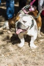 Brown and white english bulldog