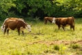 Brown White Faced Cows in a Rural Field.