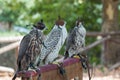 Brown and White Falcons in Line with Leather Hooded