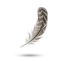 Brown and white feather against a plain white background. The feather is slightly Royalty Free Stock Photo