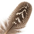 Brown and white feather with a detailed pattern, featuring gently curved barbs and a Royalty Free Stock Photo