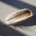 Soft, diffused light casts a shadow that highlights its delicate barbs Royalty Free Stock Photo
