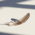 Brown and white feather rests delicately on a smooth light colored Royalty Free Stock Photo