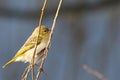 Brown and white feathered weaver bird is perched on the top of a tree branch Royalty Free Stock Photo