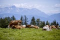 Brown and White flecked Cows in the European Alps Royalty Free Stock Photo