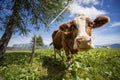 Brown and White flecked Cows in the European Alps Royalty Free Stock Photo