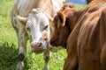 Brown and White flecked Cows in the European Alps Royalty Free Stock Photo