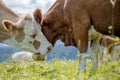 Brown and White flecked Cows in the European Alps Royalty Free Stock Photo