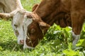 Brown and White flecked Cows in the European Alps Royalty Free Stock Photo