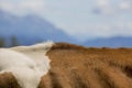 Brown and White flecked Cows in the European Alps Royalty Free Stock Photo